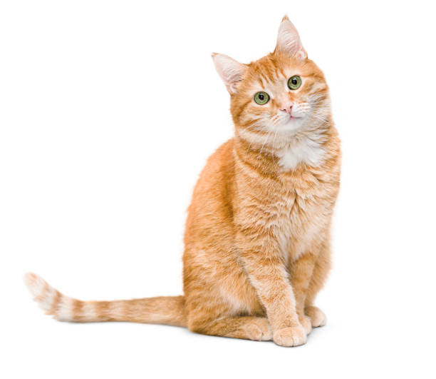 Milo